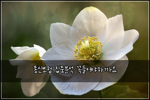 종신보험 집중분석  꼭들어야하까요