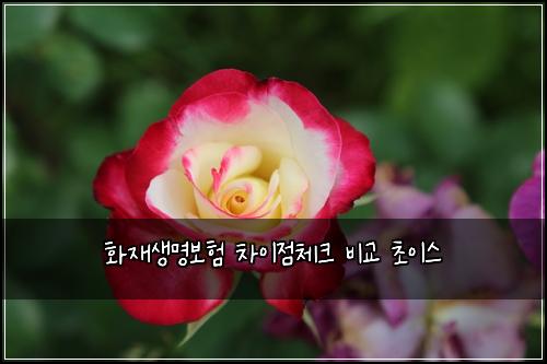 화재생명보험 차이점체크  비교 초이스