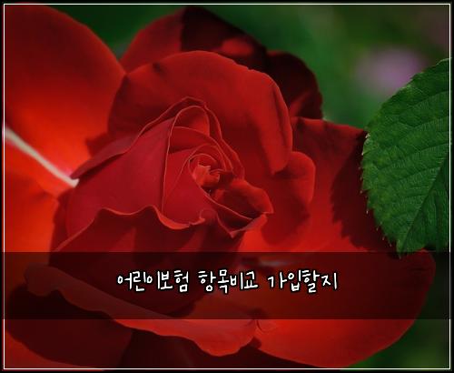 어린이보험 항목비교  가입할지