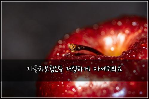 자동차보험신규 저렴하게 자세히봐요