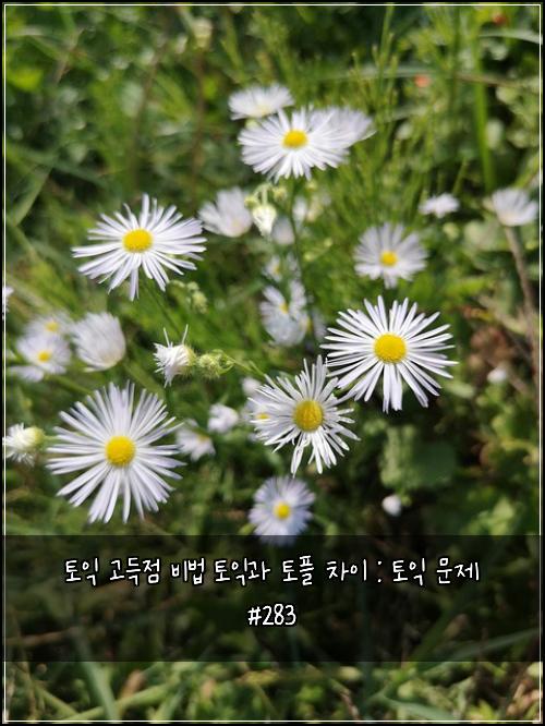 토익 고득점 비법 토익과 토플 차이 : 토익 문제 #283