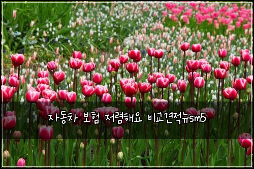 자동차 보험 저렴해요  비교견적뉴sm5