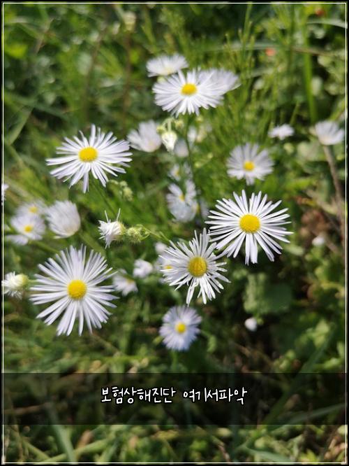 보험상해진단 여기서파악