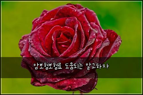 ์๋ณดํ๋ณดํ๋ฃ ๋์๋๋ ์๊ณ ํ์