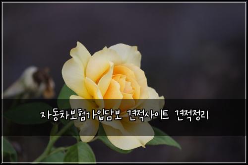 자동차보험가입담보 견적사이트 견적정리