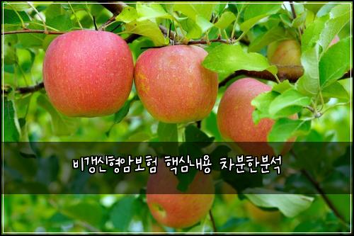 비갱신형암보험 핵심내용  차분한분석
