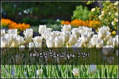 태아보험 무료비교  qna 그것이