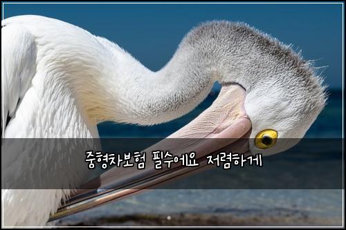 ์คํ์ฐจ๋ณดํ ํ์์์ ์ ๋ ดํ๊ฒ