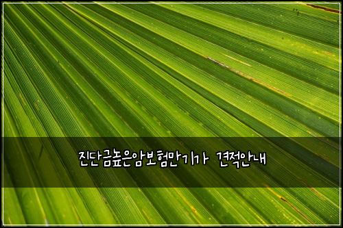 진단금높은암보험만기가 견적안내