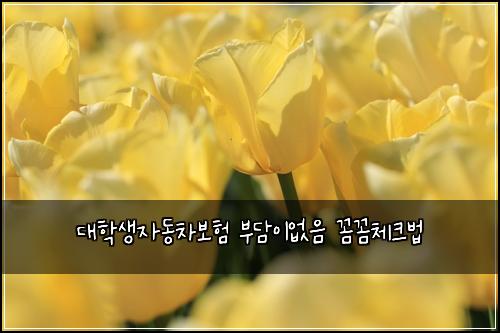 대학생자동차보험 부담이없음  꼼꼼체크법