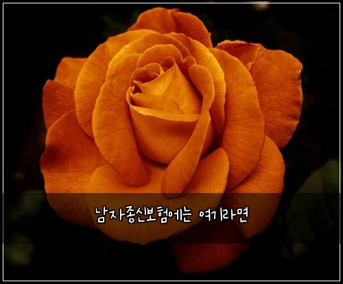 남자종신보험에는 여기라면