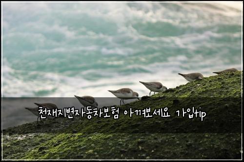 μ²μ¬μ§λ³μλ차보ν μ껴보μΈμ κ°μ
tip