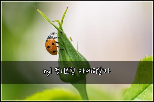 nyl 정기보험 자세히알자 