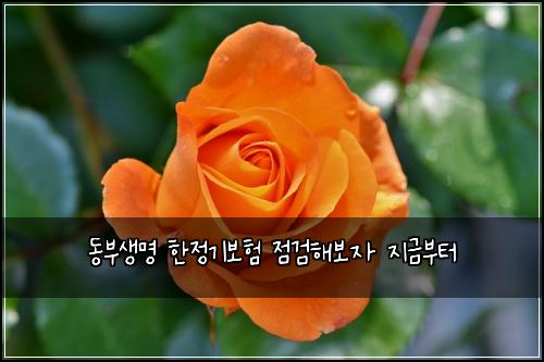 동부생명 한정기보험 점검해보자  지금부터