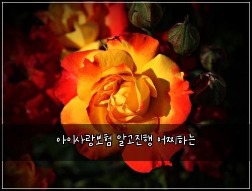 아이사랑보험 알고진행  어찌하는