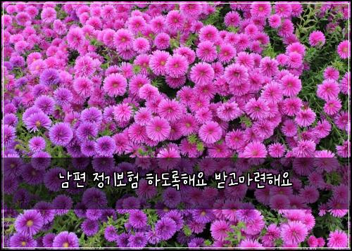 남편 정기보험 하도록해요  받고마련해요