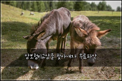 암보험비교암을 찾아내자 무료파악