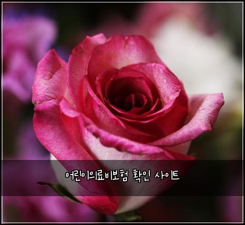 ์ด๋ฆฐ์ด์๋ฃ๋น๋ณดํ ํ์ธ ์ฌ์ดํธ
