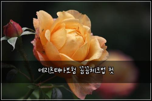 ๋ฉ๋ฆฌ์ธ ํ์๋ณดํ ๊ผผ๊ผผ์ฒดํฌ๋ฒ ์ฒซ