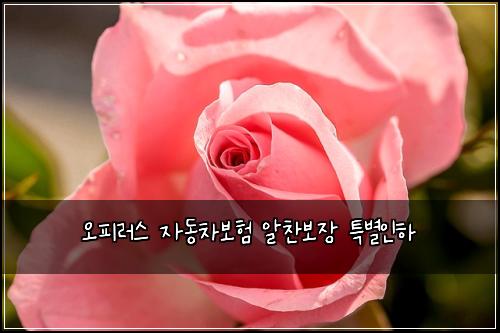 오피러스 자동차보험 알찬보장  특별인하