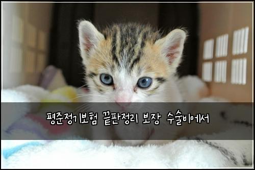 평준정기보험 끝판정리  보장 수술비에서
