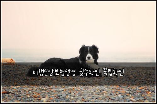 ๋น๊ฐฑ์ ์๋ณดํ์๋ช
ํ์ํ์ธ ๊ฟํํ์ธ
