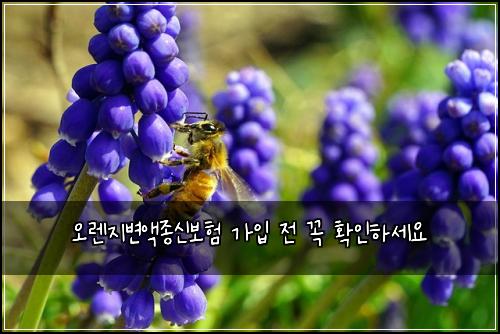 오렌지변액종신보험 가입 전 꼭 확인하세요