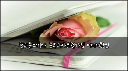 첫태동느끼다 동부태아보험가입 어디서확인