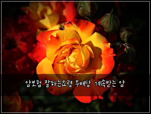 μ보ν μνλμλ Ή λ¬΄λ°°λΉ κ³μλ°λ μ