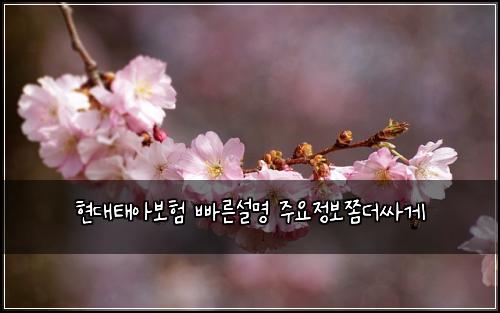 현대태아보험 빠른설명  주요정보쫌더싸게