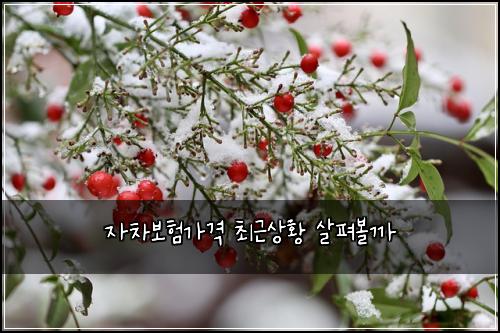 ์์ฐจ๋ณดํ๊ฐ๊ฒฉ ์ต๊ทผ์ํฉ ์ดํด๋ณผ๊น