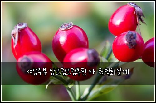 여성주부 암보험보험추천 바 최적화설계