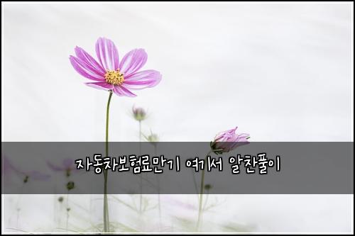 자동차보험료만기 여기서 알찬풀이
