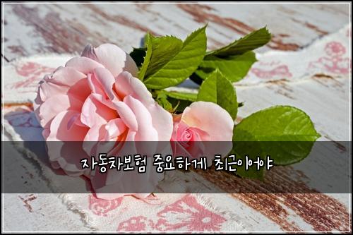 ์๋์ฐจ๋ณดํ ์ค์ํ๊ฒ ์ต๊ทผ์ด์ด์ผ