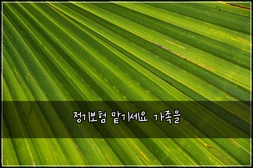 정기보험 맡기세요  가족을