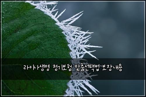 ๋ผ์ด๋์๋ช
์ ๊ธฐ๋ณดํ ๋ง์ถค์ ํ๋ฒ ๋ณด์ฅ๋ด์ฉ