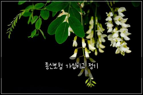 종신보험 가입비교  정기