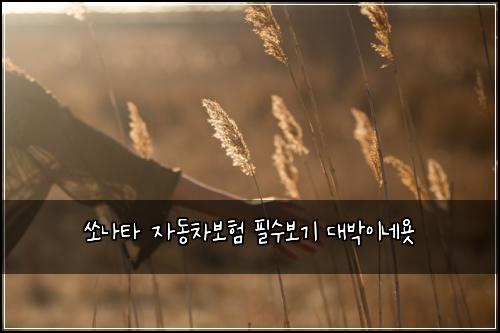 쏘나타 자동차보험 필수보기  대박이네욧