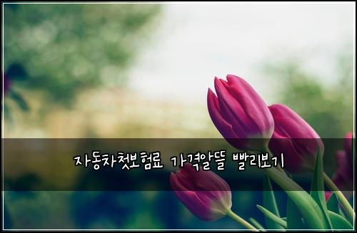 자동차첫보험료 가격알뜰 빨리보기