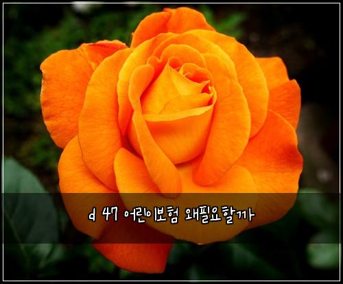 d 47 ์ด๋ฆฐ์ด๋ณดํ ์ํ์ํ ๊น