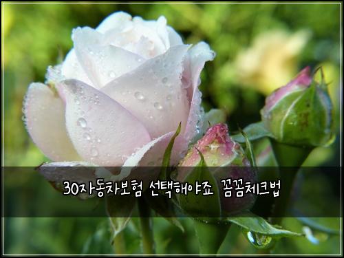 30자동차보험 선택해야죠  꼼꼼체크법