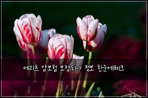 ๋ฉ๋ฆฌ์ธ ์๋ณดํ ๋ณด์ฅ๋๋ ์ ๋ณด ํ๋์์ฒดํฌ