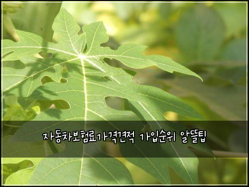 자동차보험료가격견적 가입순위 알뜰팁