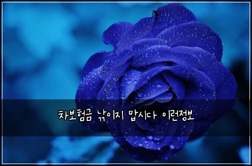 차보험금 낚이지 맙시다 이런정보