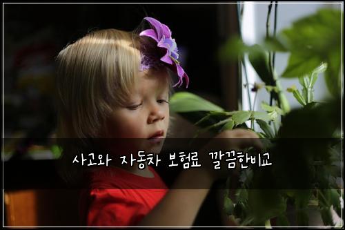 ์ฌ๊ณ ์ ์๋์ฐจ ๋ณดํ๋ฃ ๊น๋ํ๋น๊ต