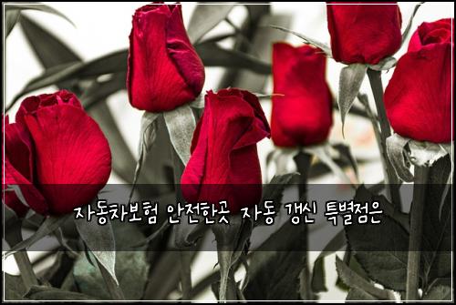 자동차보험 안전한곳  자동 갱신 특별점은