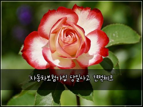 자동차보험가입 당일사고 견적체크