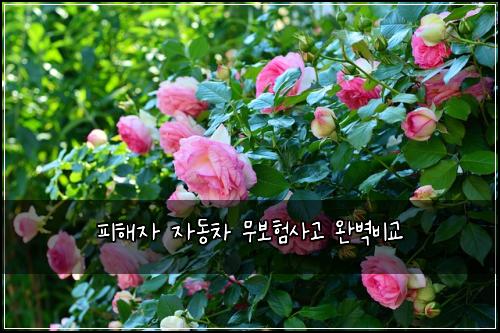 ํผํด์ ์๋์ฐจ ๋ฌด๋ณดํ์ฌ๊ณ ์๋ฒฝ๋น๊ต