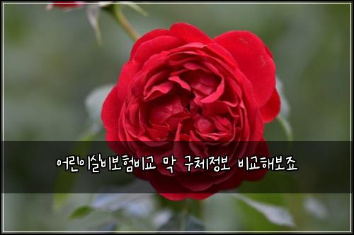 ์ด๋ฆฐ์ด์ค๋น๋ณดํ๋น๊ต ๋ง ๊ตฌ์ฒด์ ๋ณด ๋น๊ตํด๋ณด์ฃ