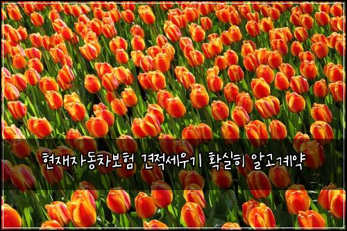 ํ์ฌ์๋์ฐจ๋ณดํ ๊ฒฌ์ ์ธ์ฐ๊ธฐ ํ์คํ ์๊ณ ๊ณ์ฝ